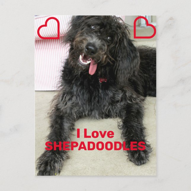 Shepadoodle Postcard (Front)