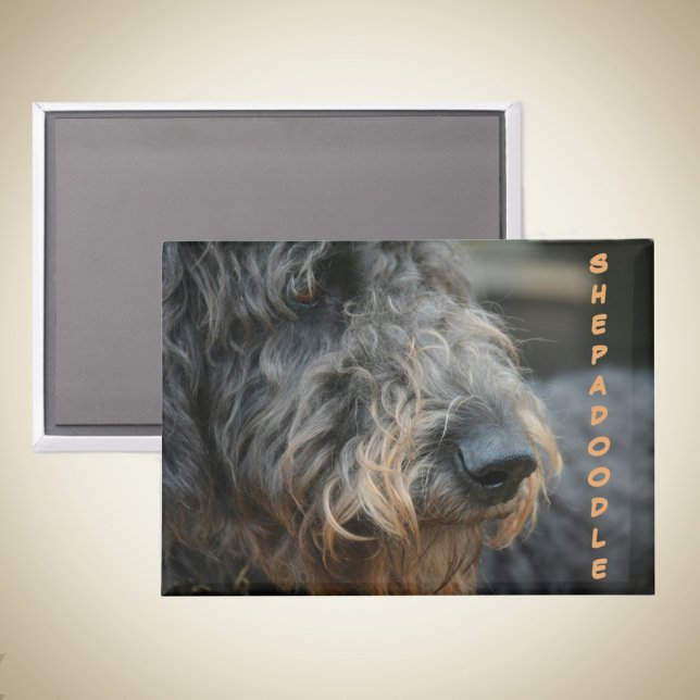 Shepadoodle Profile Photographic Portrait Magnet (Creator Uploaded)
