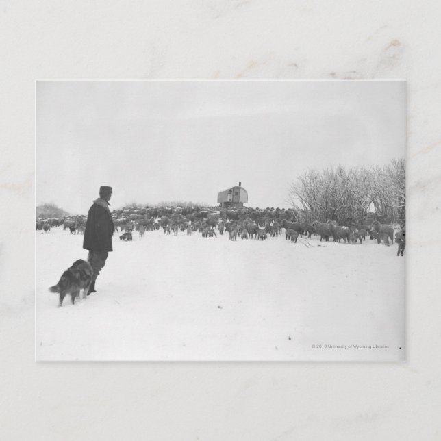 Shepherd and dog at sheep camp postcard (Front)