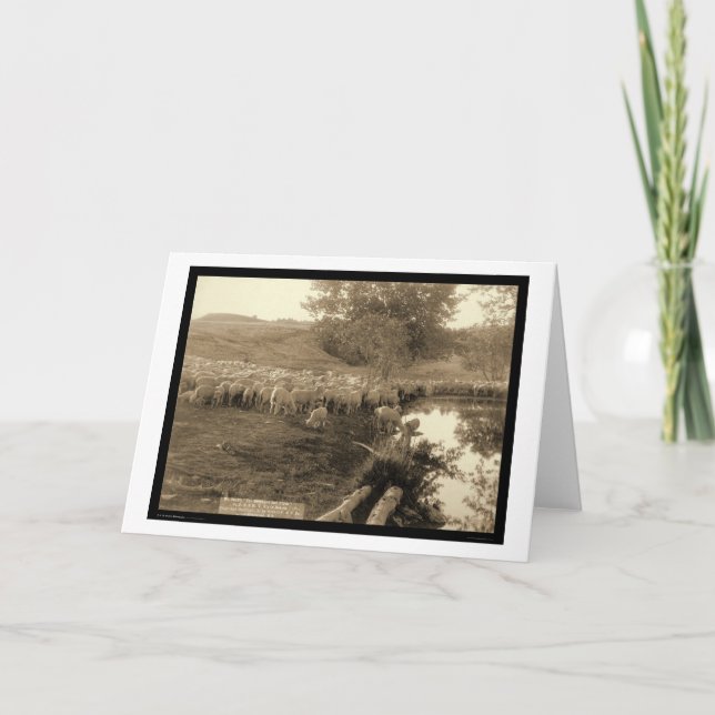 Shepherd and Flock South Dakota 1891 Card (Front)