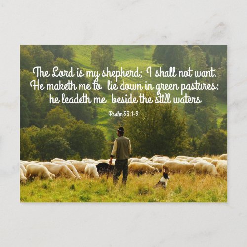 Shepherd and his sheep flock  postcard