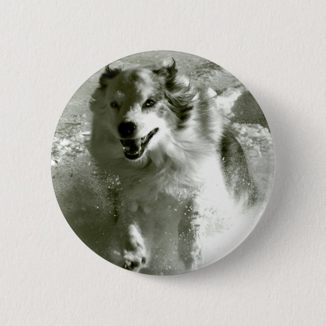 Shepherd Dog Running In Snow, Pinback Button (Front)