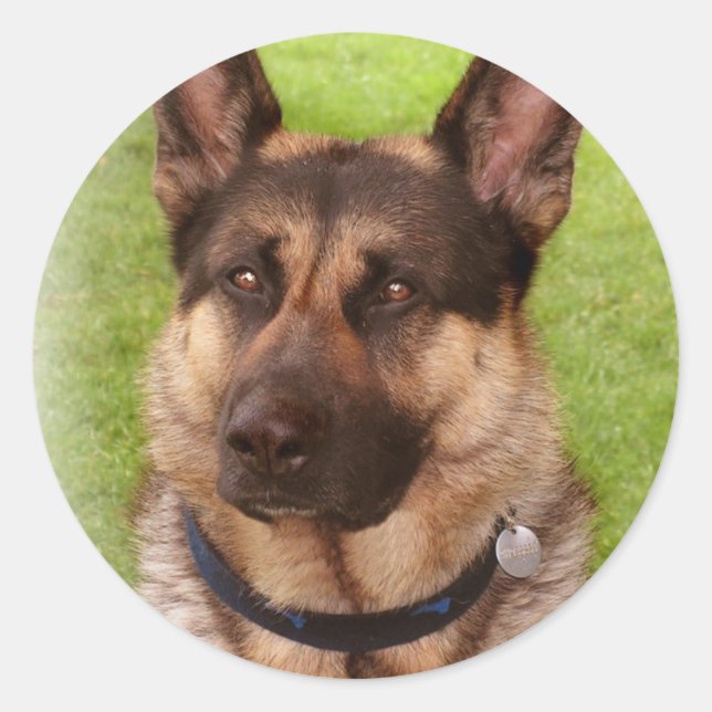 Shepherd Dog Sticker (Front)
