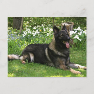 Shepherd Postcard