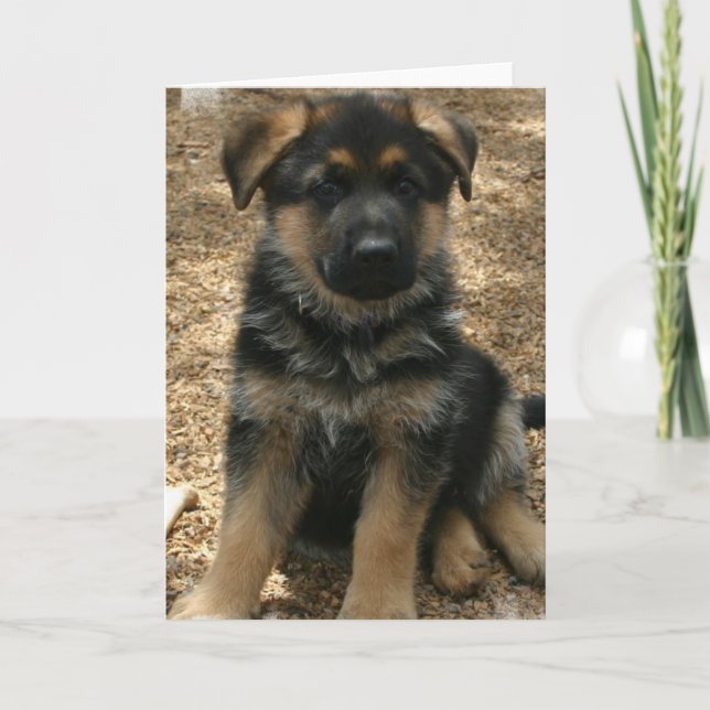 Shepherd Puppy  Greeting Card (Front)