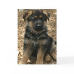Shepherd Puppy Greeting Card