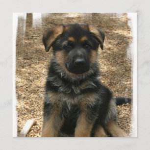 Shepherd Puppy Invitations