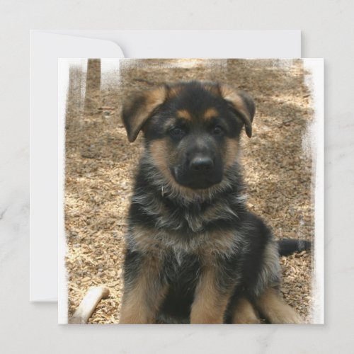 Shepherd Puppy Invitations