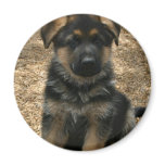 Shepherd Puppy  Magnet