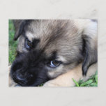 Shepherd Puppy Photo Postcard