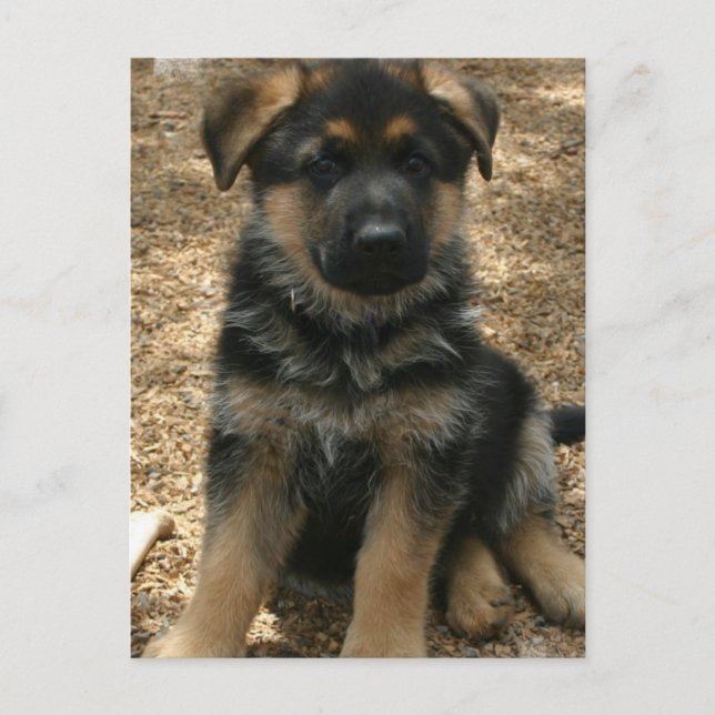 Shepherd Puppy  Postcard (Front)