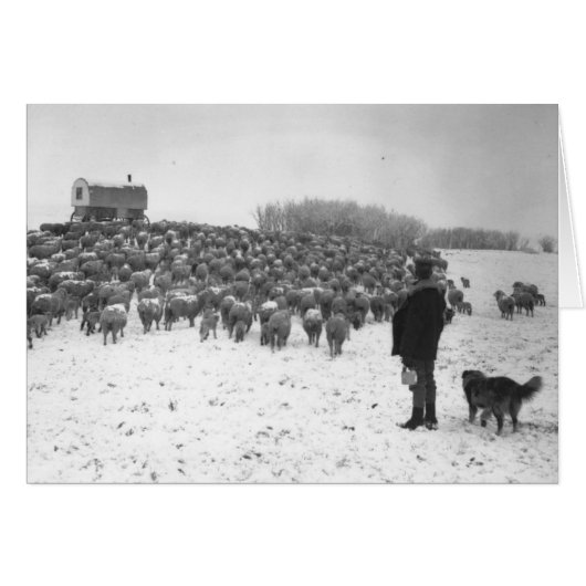 Shepherd with Flock Cards (Front Horizontal)