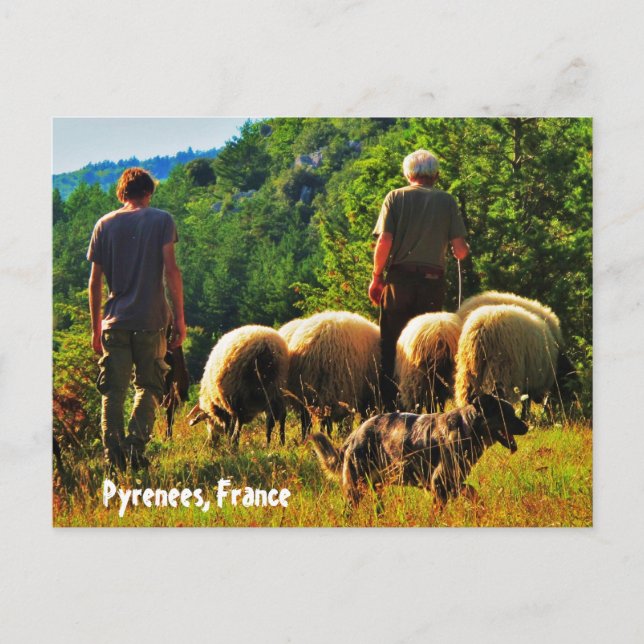 Shepherding in France Postcard (Front)