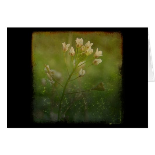 Shepherd's Purse (Front Horizontal)