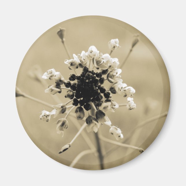 Shepherd's Purse in Sepia Magnet (Front)