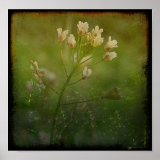 Shepherd's Purse Poster