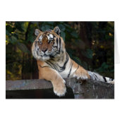 Shere-Khan-b-8 (Front Horizontal)