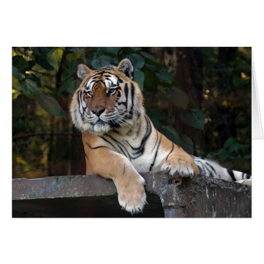 Shere-Khan-b-8 Cards (Front Horizontal)