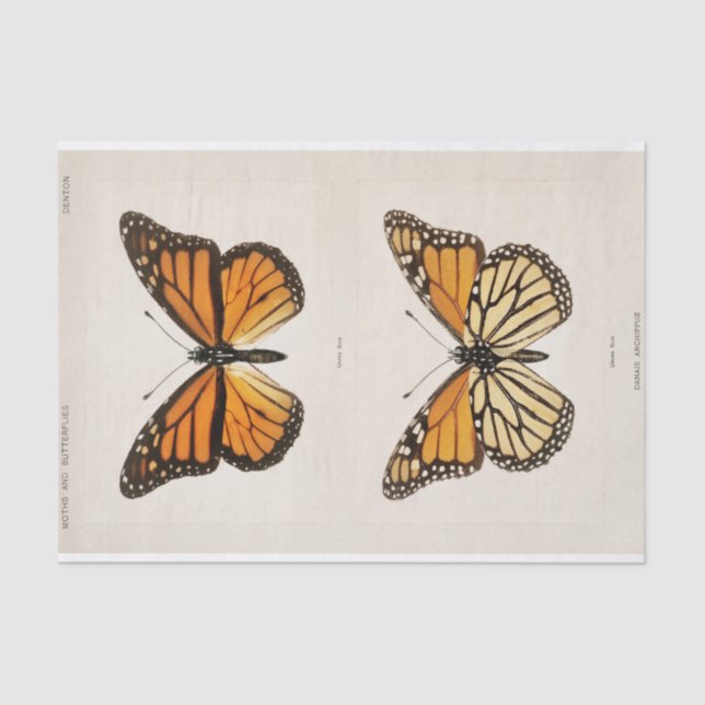 Sherman F. Denton | Monarch Butterfly Tissue Paper (Front)