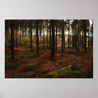 Sherwood Forest Print