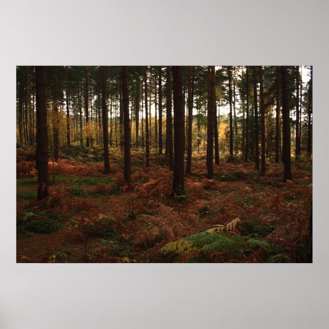 Sherwood Forest Print (Front)