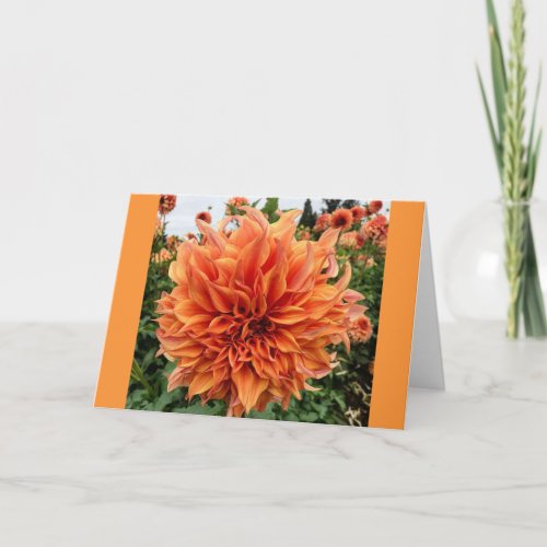 Sherwoods Peach Dahlia Card