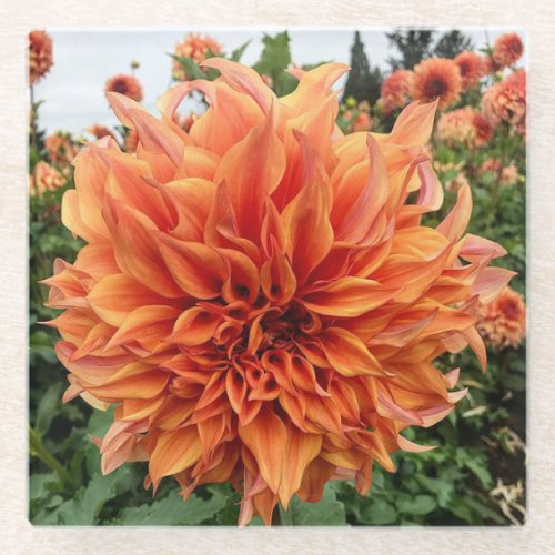 Sherwoods Peach Dahlia Glass Coaster