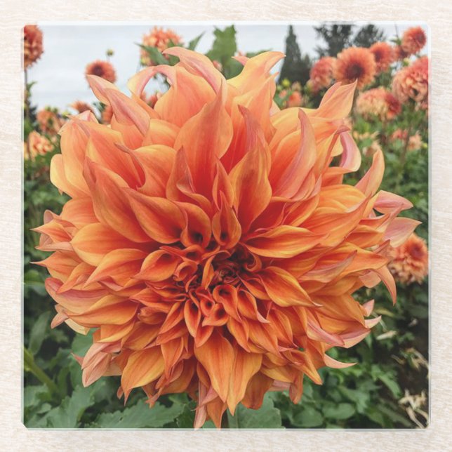 Sherwood's Peach Dahlia Glass Coaster (Front)