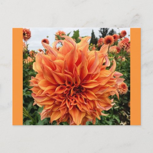 Sherwoods Peach Dahlia Postcard