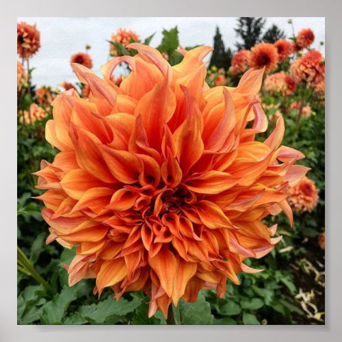 Sherwoods Peach Dahlia Poster