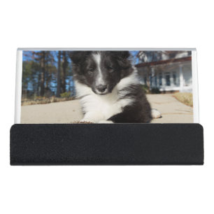 shet shp black and white puppy desk business card holder