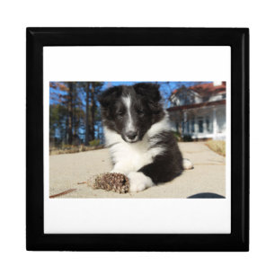 shet shp black and white puppy gift box