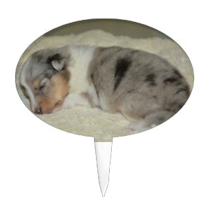 shet shp blue merle white tan puppy cake topper