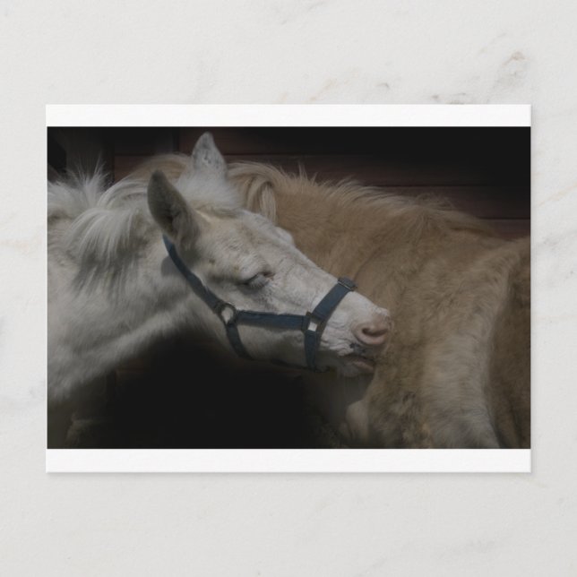 SHETLAND FRIENDS 04 POSTCARD (Front)