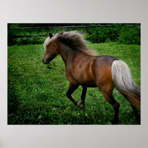Shetland Pony 2 Poster
