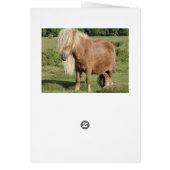 Shetland pony card (Back)