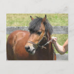 Shetland Pony Design Postcard