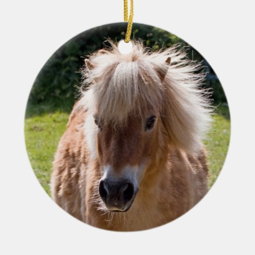 Shetland pony head close_up ornament gift idea