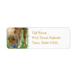 Shetland Pony Mailing Label