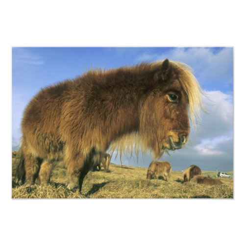 Shetland Pony mainland Shetland Islands 2 Photo Print