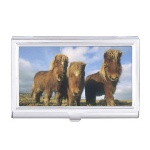 Shetland Pony, mainland Shetland Islands, Case For Business Cards