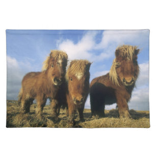 Shetland Pony, mainland Shetland Islands, Cloth Placemat