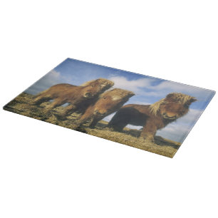 Shetland Pony, mainland Shetland Islands, Cutting Board