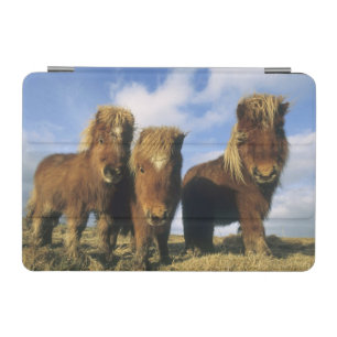 Shetland Pony, mainland Shetland Islands, iPad Mini Cover