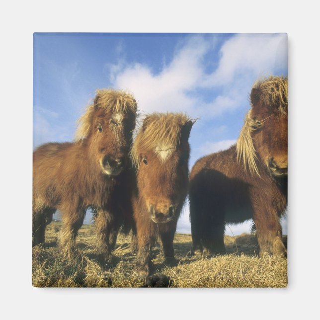 Shetland Pony, mainland Shetland Islands, Magnet (Front)