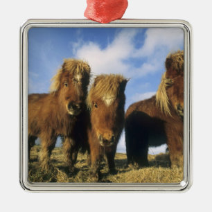 Shetland Pony, mainland Shetland Islands, Metal Ornament