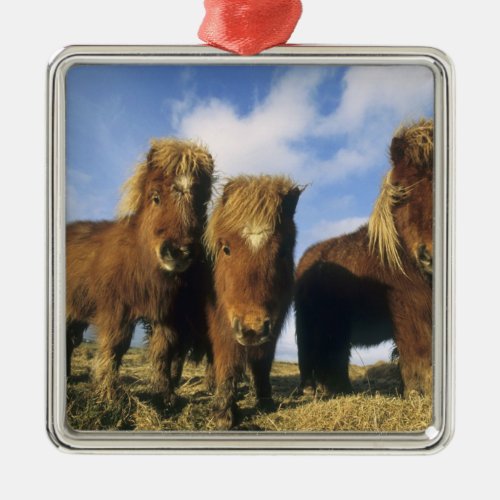 Shetland Pony mainland Shetland Islands Metal Ornament