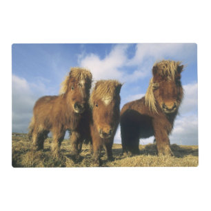 Shetland Pony, mainland Shetland Islands, Placemat