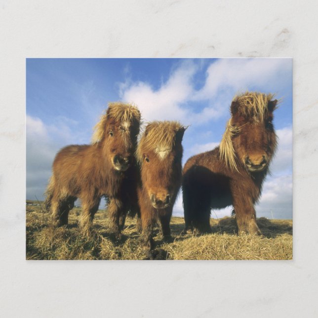 Shetland Pony, mainland Shetland Islands, Postcard (Front)
