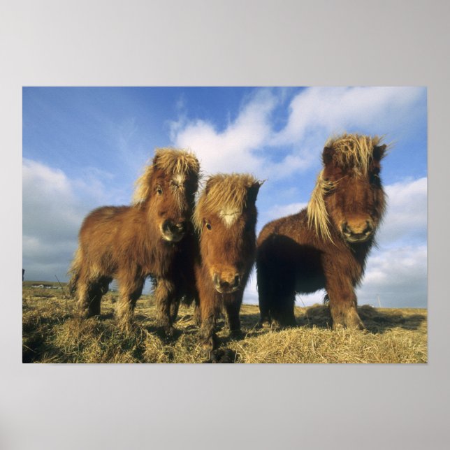 Shetland Pony, mainland Shetland Islands, Poster (Front)